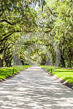 Avenue of Oaks at Boone Hall Plantation