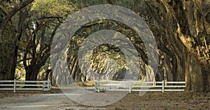 Avenue of oaks in deep south
