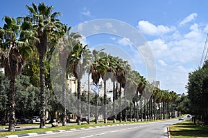 Avenue of palm trees