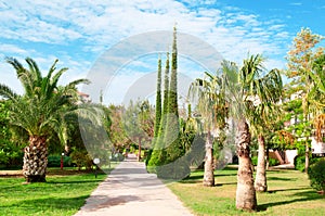 Avenue with palm trees and cypresses