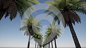 Avenue of palms. Jungle palm leaves. Travel background. Paradise nature. Nature landscape. Palm trees. Sunset day.