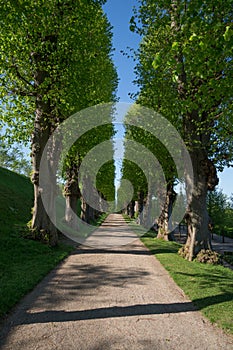 Avenue in the park of Frederiksborg Slot Palace, Hillerod, Denmark photo