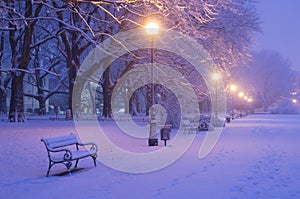 Avenue of plane trees in winter, lighted lanterns