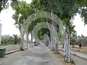 Avenue of Platans Rhodes, Greece