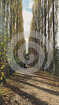 Avenue of Poplar trees in autumn