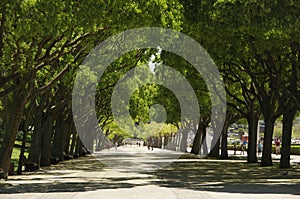 An avenue with portuguese cobblestone pavement in Edward VII park in Lisbon