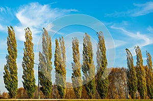 Avenue of pyramidal poplars near the road. A tree that purifies the air