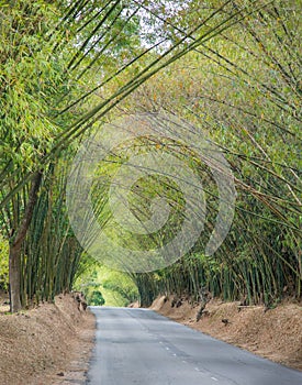 Avenue with road and Bamboo trees