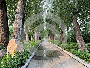 The avenue of shade trees in Summer Park is a road covered by tall, dense poplar trees.