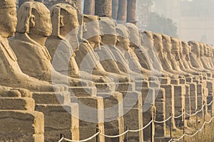 Avenue of the Sphinxes, Luxor Temple, Egypt