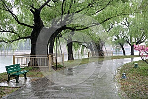 Avenue after spring rain photo