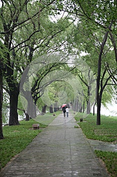 Avenue after spring rain