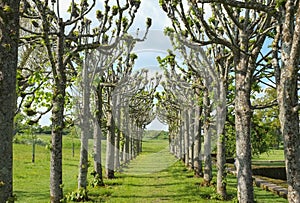 Avenue of Trees