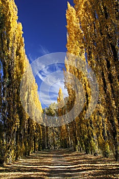 Avenue of trees in autumn