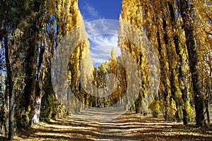 Avenue of trees in autumn