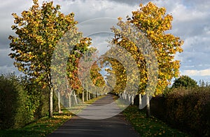 Avenue of trees in autumn color