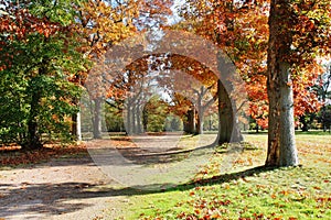 An avenue of trees in Autumn Colors