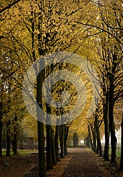 Autumn colors in Slochteren, the Netherlands photo