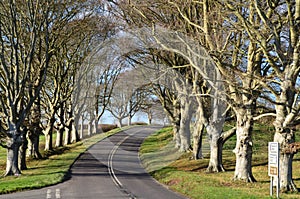 Avenue of Trees , Blandford Road, Kingston Lacy, Dorset, UK