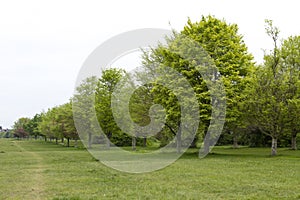 Avenue of trees,Bristol