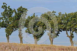 Avenue trees in the evening sun