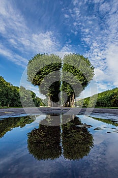 Avenue of trees in the form of a divided heart on the Moika River embankment in the city center
