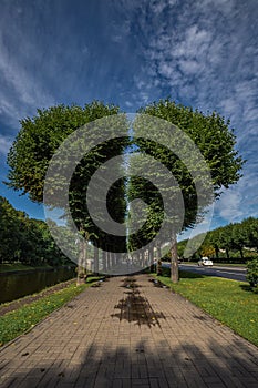 Avenue of trees in the form of a divided heart on the Moika River embankment in the city center