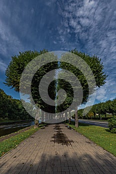 Avenue of trees in the form of a divided heart on the Moika River embankment in the city center