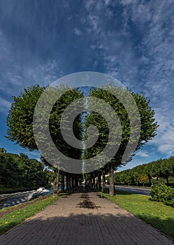 Avenue of trees in the form of a divided heart on the Moika River embankment in the city center