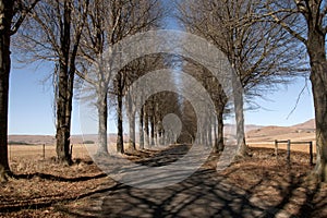 Avenue of trees in the Kamberg, Kwazulu Natal, South Africa photo