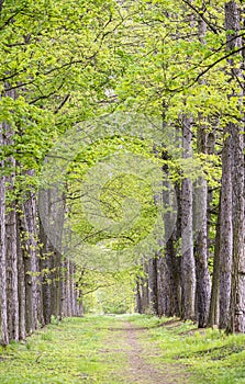 Avenue of trees with light green leaves in spring