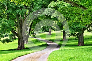 Avenue of trees with a road winding through