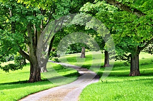 Avenue of trees with a road winding through photo