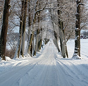 Avenue of trees in rural area Kumla Sweden photo