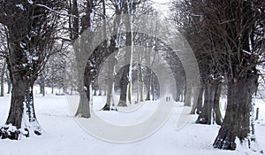 Avenue of Trees in Snow