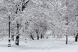 Avenue with trees during snowstorm at winter in Moscow, Russia. Scenic view of a snowy city street. Moscow snowfall