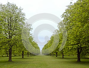 Avenue of trees in Spring