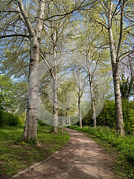 Avenue of trees in springtime