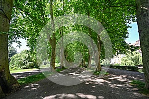 Avenue of trees on a sunny day in Tuebingen