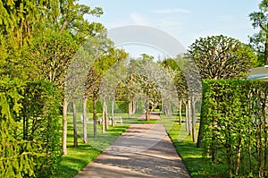 The avenue in Tsarskoye Selo park