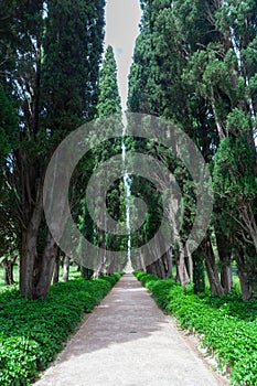 Avenue between two rows of poplars, Lazio, Italy