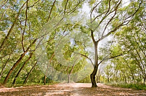 Avenue in the Woods