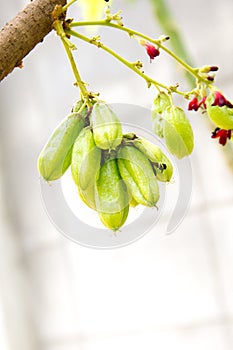 Bilimbi Fruit on tree