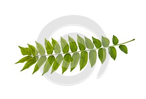 Averrhoa bilimbi leaf