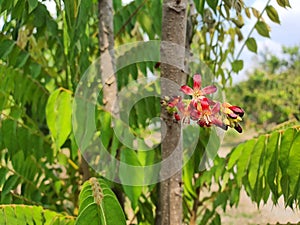 Averrhoa bilimbi is a monoecious tree with red flowers and green astringent fruit. Has properties as herbal medicine. photo