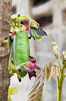 Averrhoa bilimbi, tropical fruit growing up in the garden at home. Sour fruits.