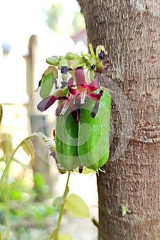 Averrhoa bilimbi, tropical fruit growing up in the garden at home. Sour fruits.