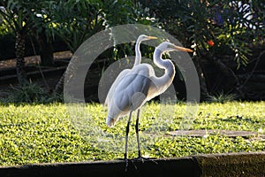 Aves marinas. Marine birds. photo