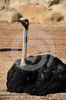 Ostrich Struthio camelus Struthionidae