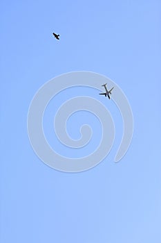Avian and Aviation - Bird and Air plane in blue sky background